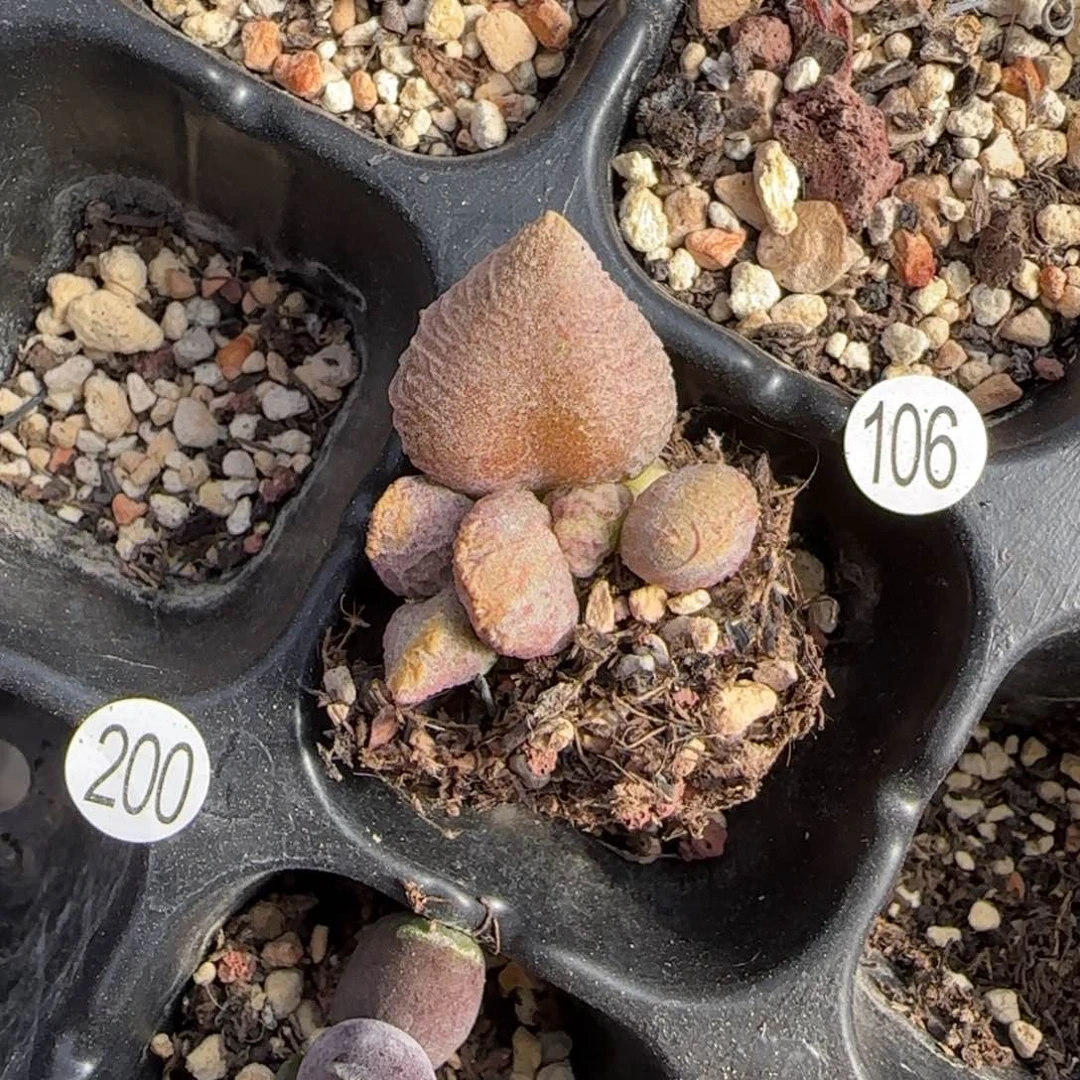 把****.冰淇淋水泡多肉植物106