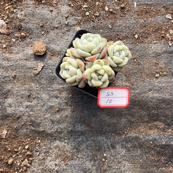 S***，冰玉多肉七方盆4头