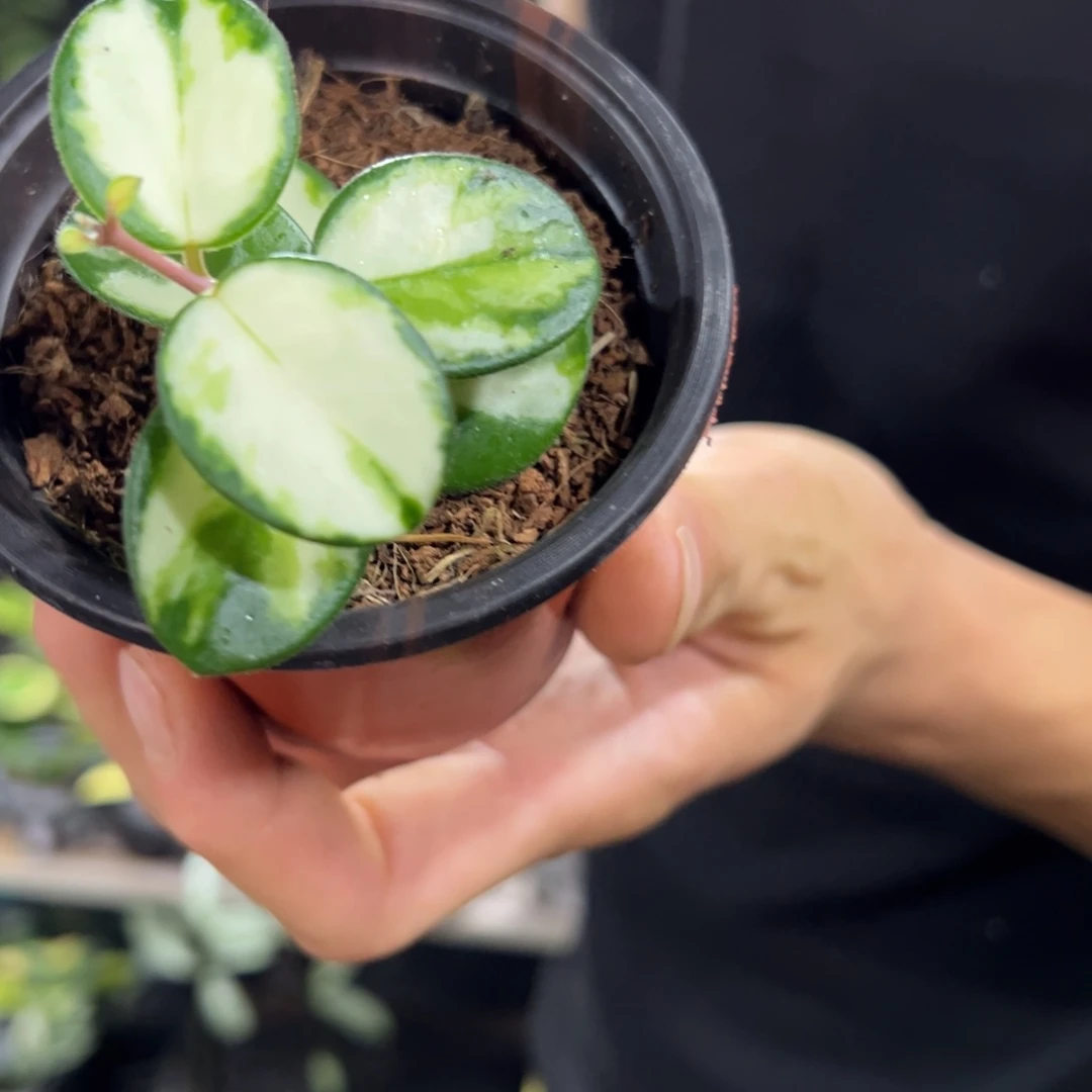 慢***慢无花朵杂匍内锦桌面款