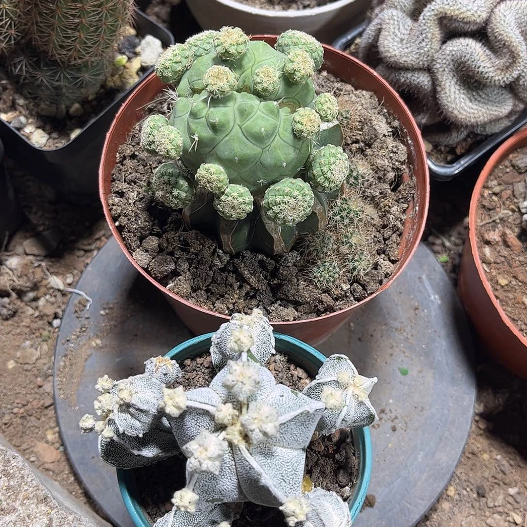 无花朵文*给水嗯，总鸾凤一总共两颗