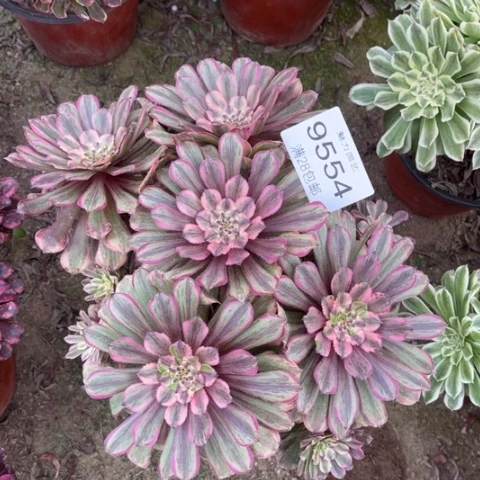 粉黛多肉多肉9554