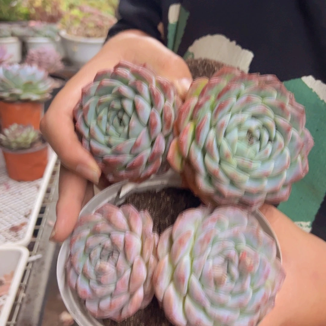 冰糖雪梨双头起发两盆