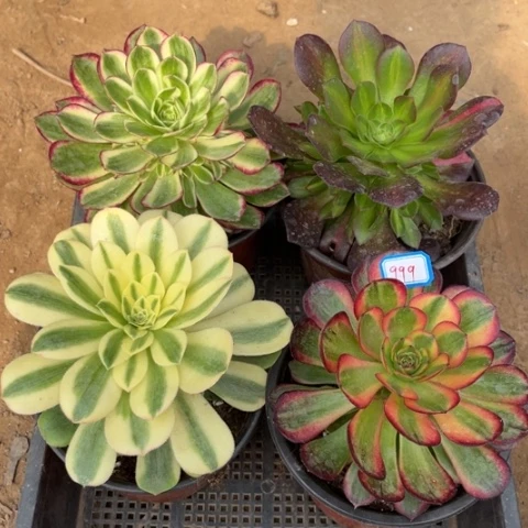 999多肉植物组合