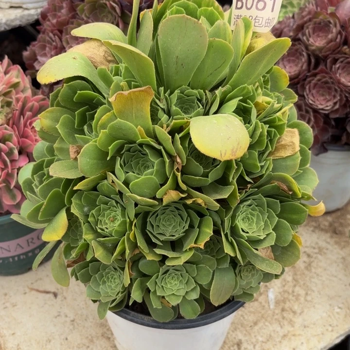 五彩琉璃阴阳多肉处理不包断头061