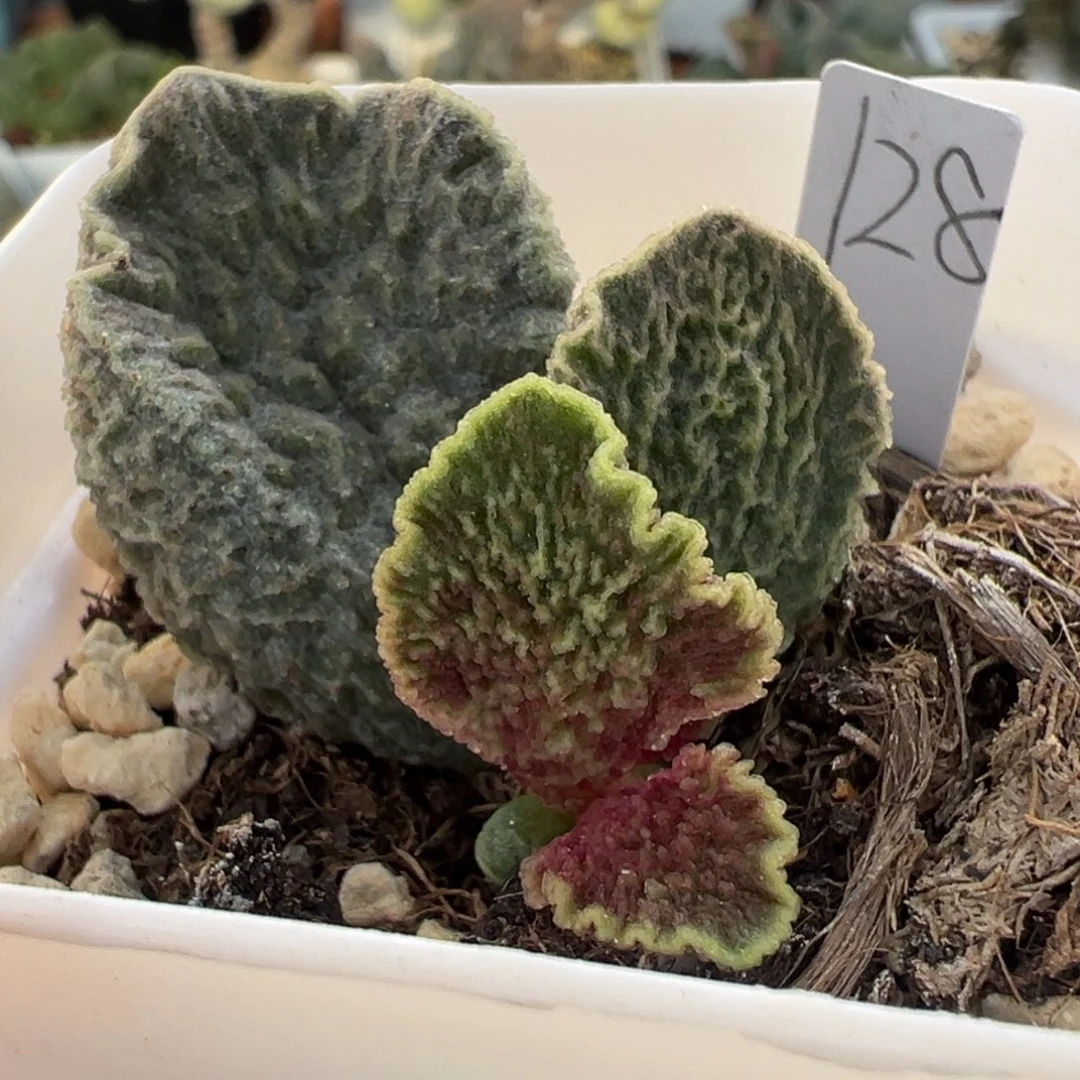 云朵狂野皱边款实生新品大苗