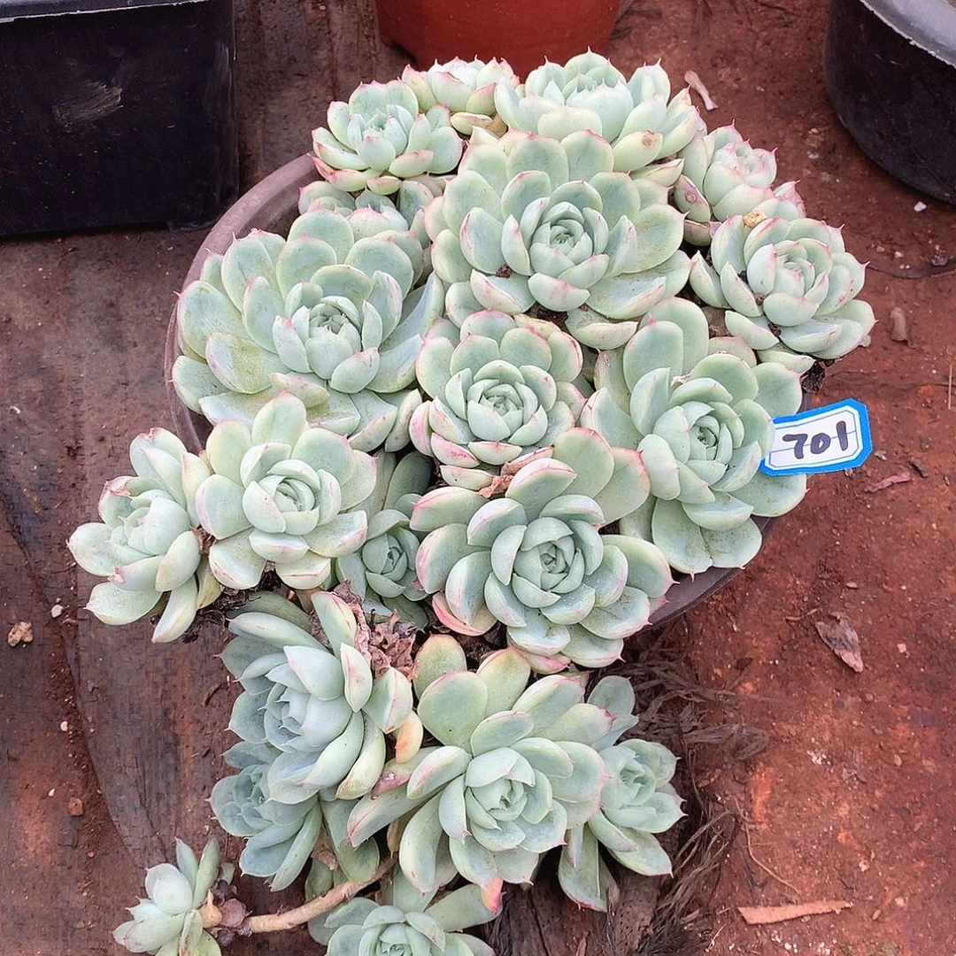 701草莓冰一物一拍多肉