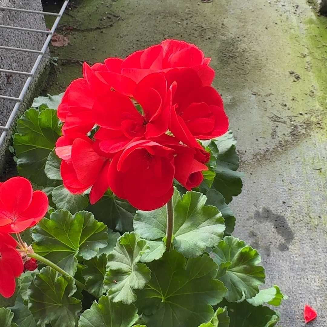 完全开放国旗红三个分支起发