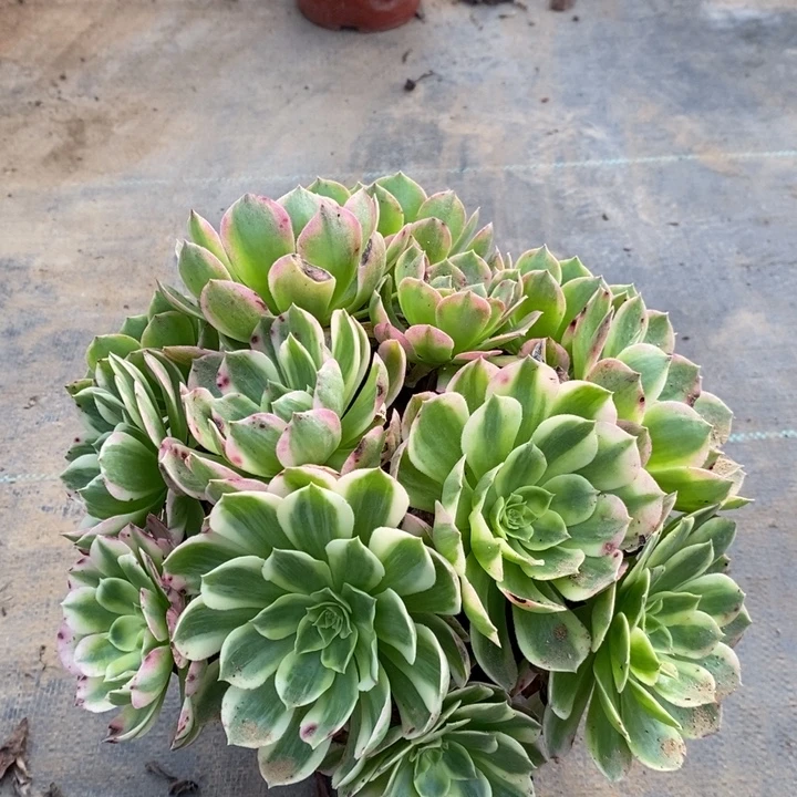 海鲜多肉植物43。