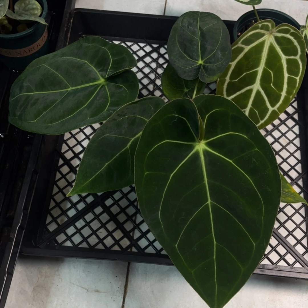 不开花植物papi杂帝王（a3活动无售后 两颗起拍）