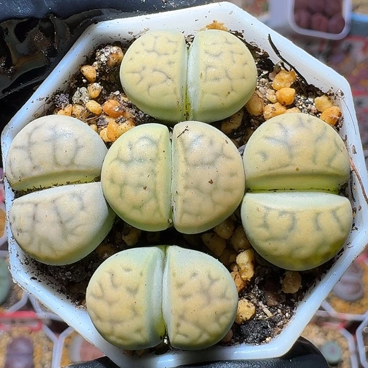 生石花112222。   196