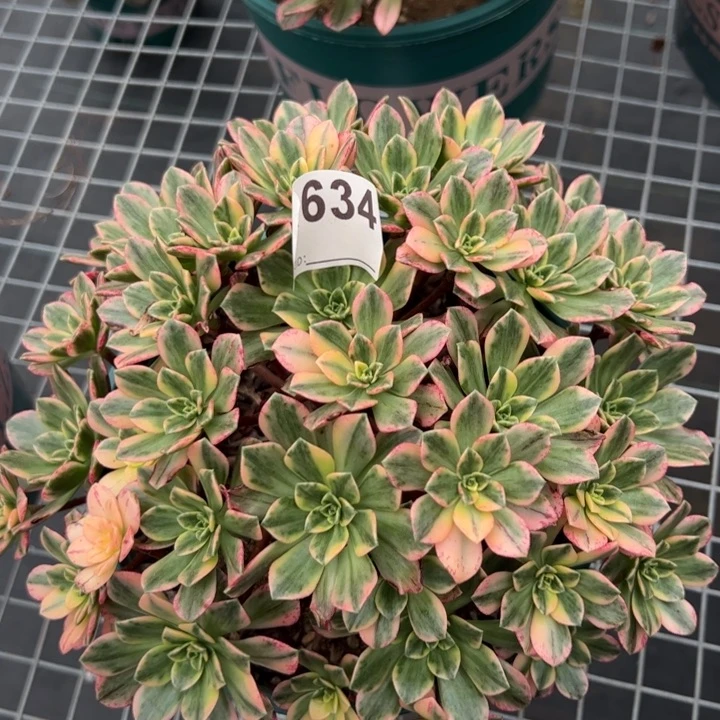 634甜茶20厘米左右