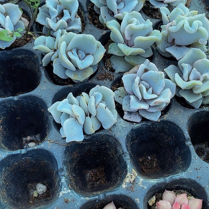 小白饺子1.5带土发