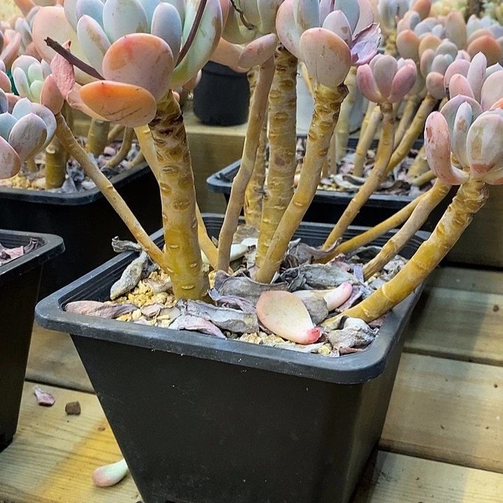 o****z灰姑娘，福利多多