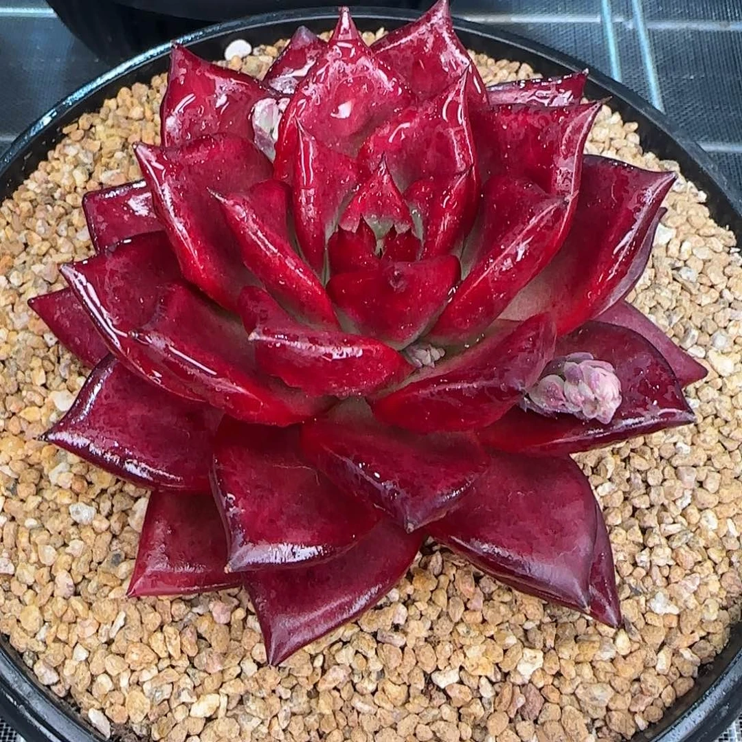 从前慢花园精选罗宾