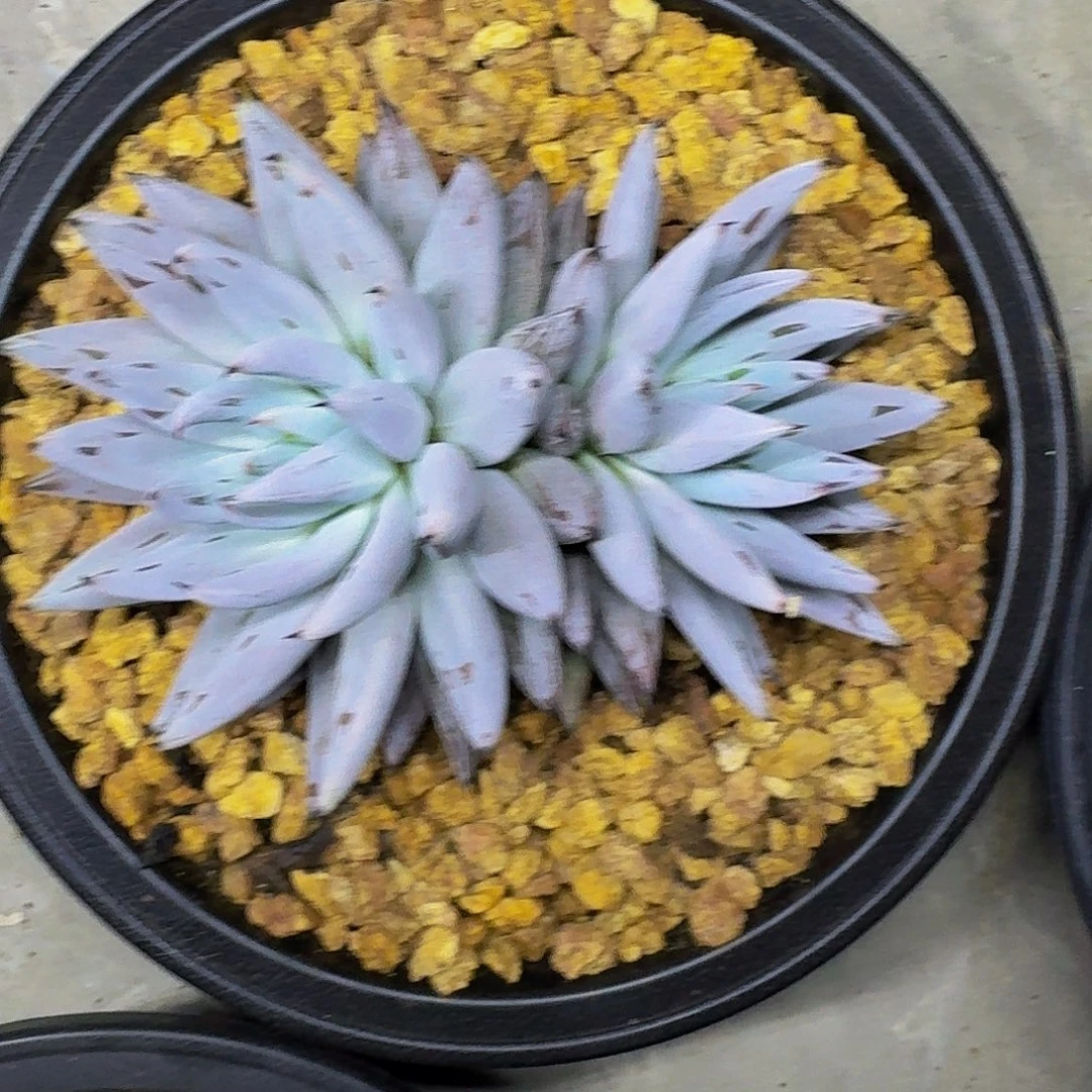 魔爪双头一物一拍
