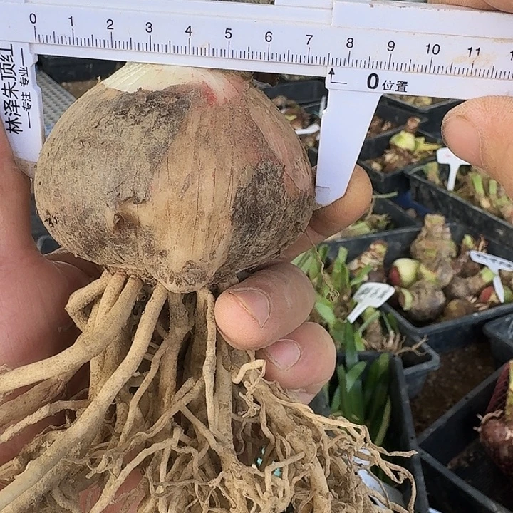 爱瞳朱顶红一棵7.5