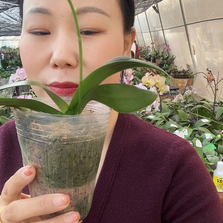 无花朵金树一代蝴蝶兰