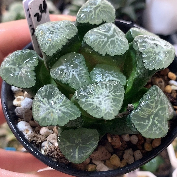 24号桃源乡万象带盆土