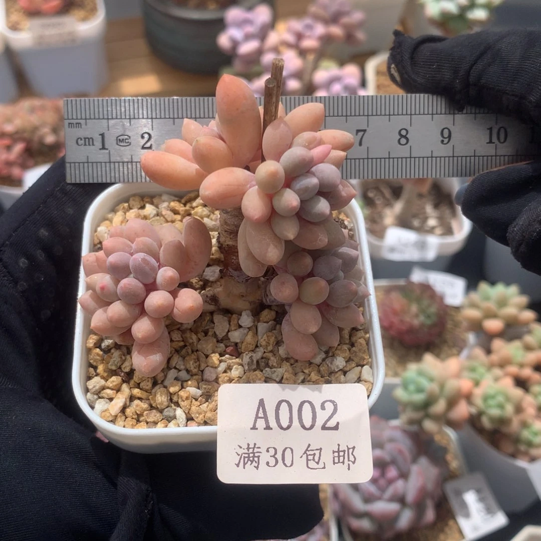 四头婴儿手指冠服6