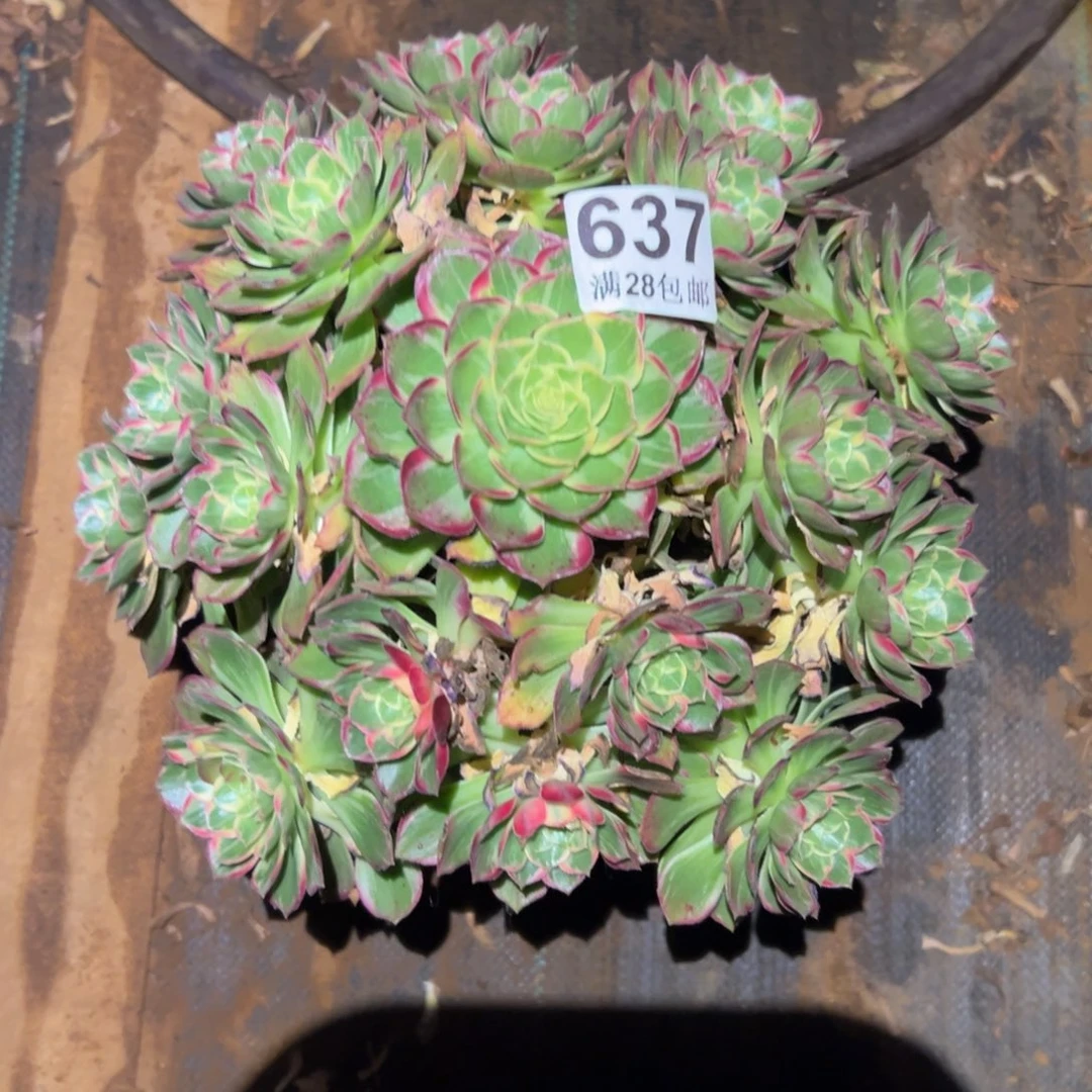 多肉植物63.万花筒