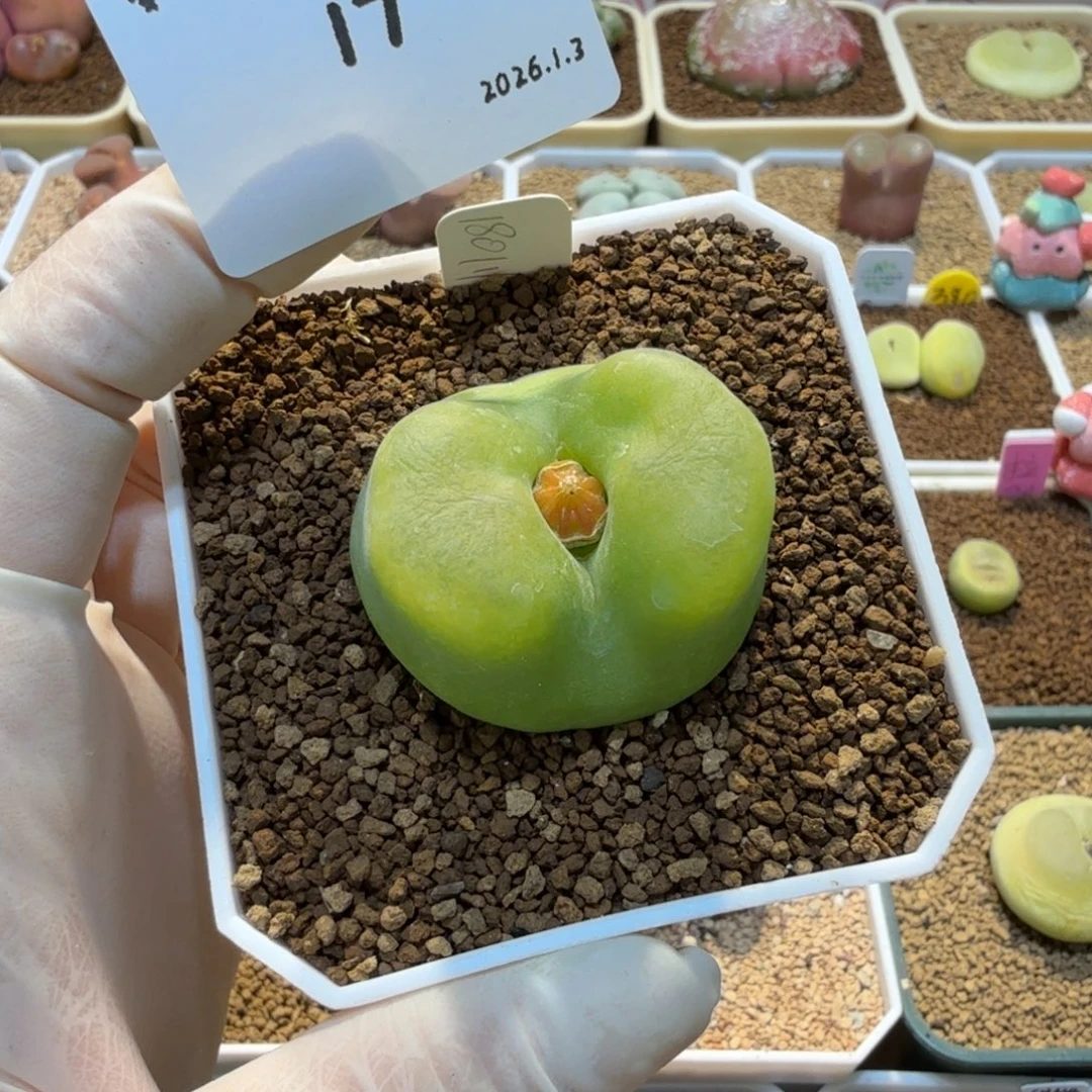 *****多肉多肉多肉1.3-017 蟠桃