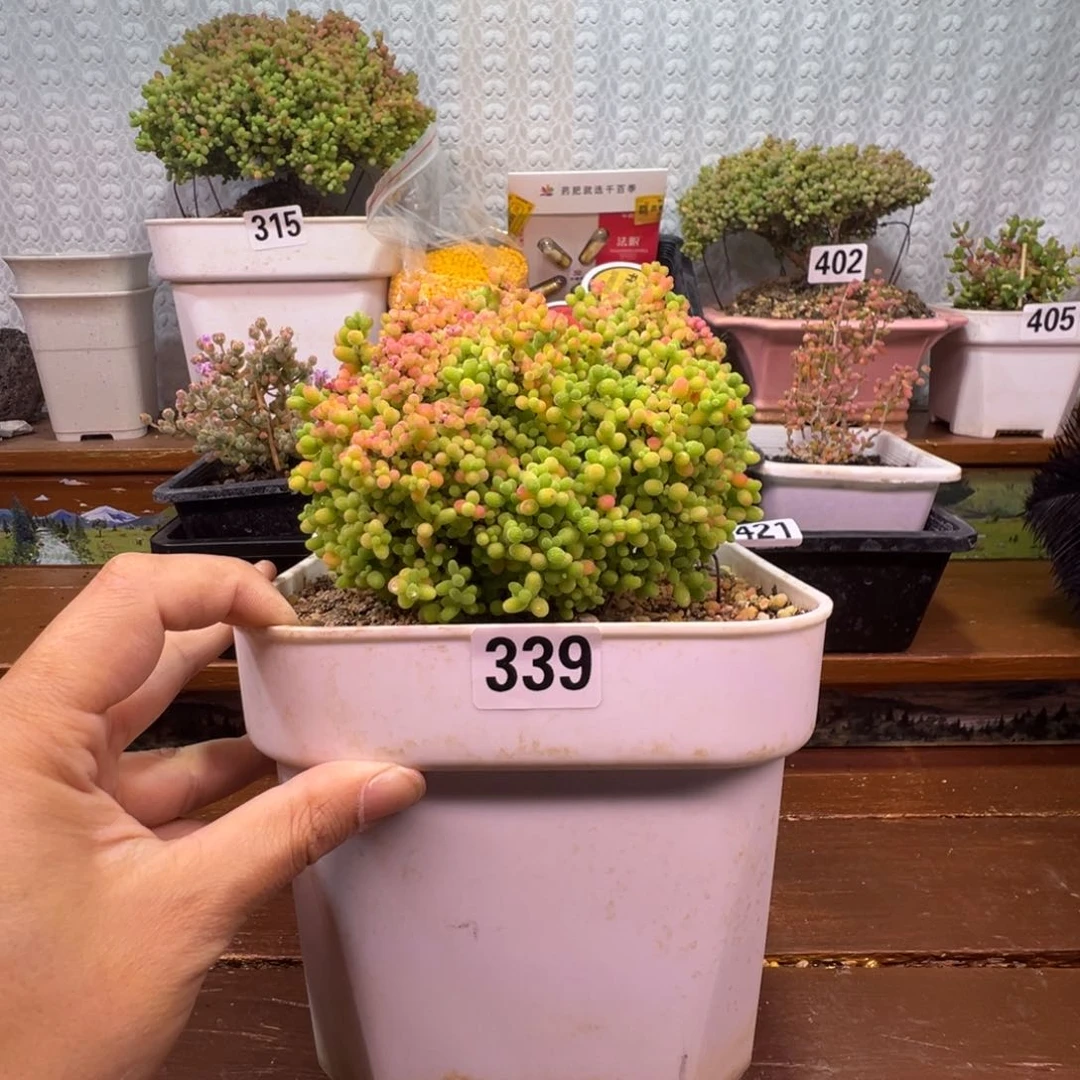 枝干番杏多肉植物339