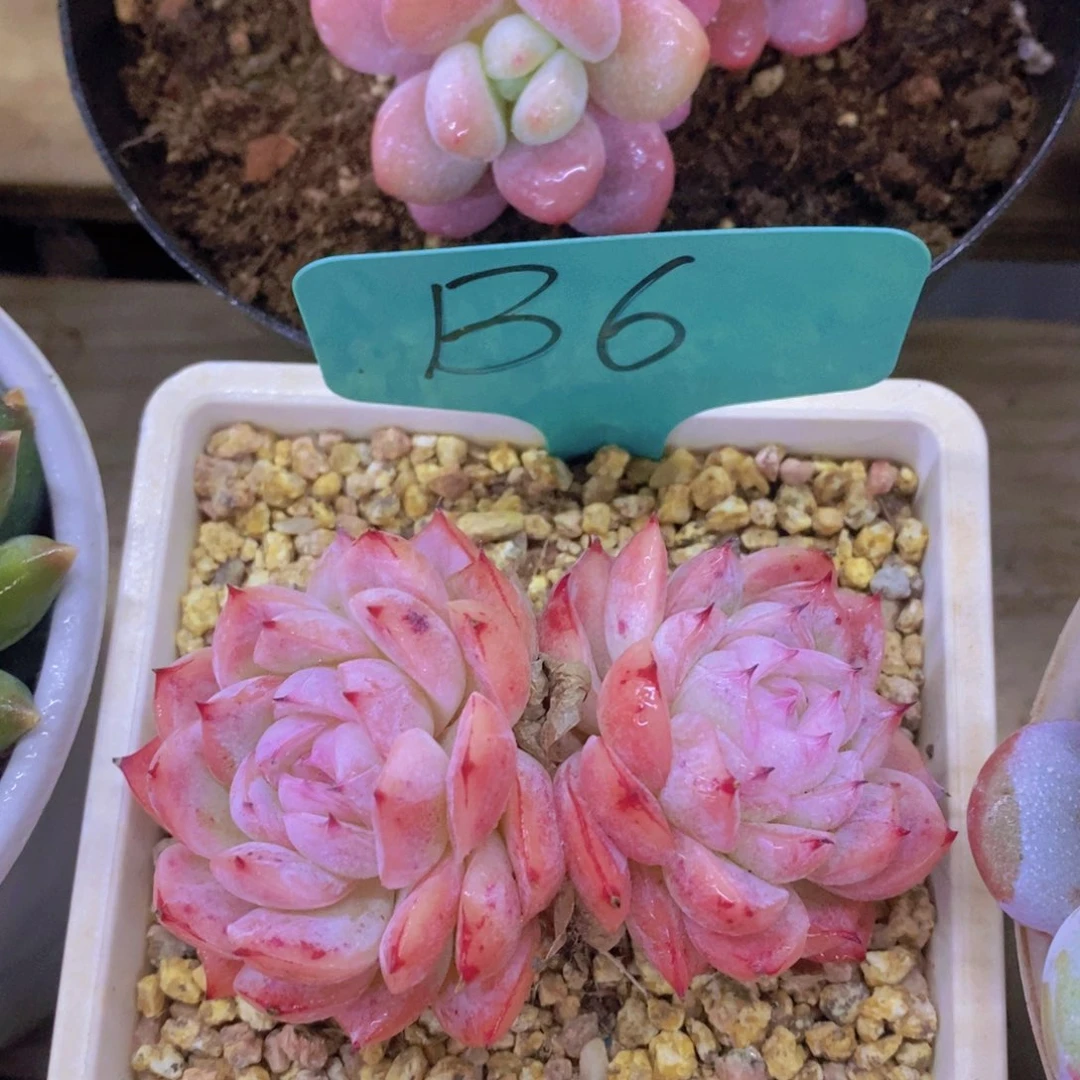 元旦第一场直播，节日快乐