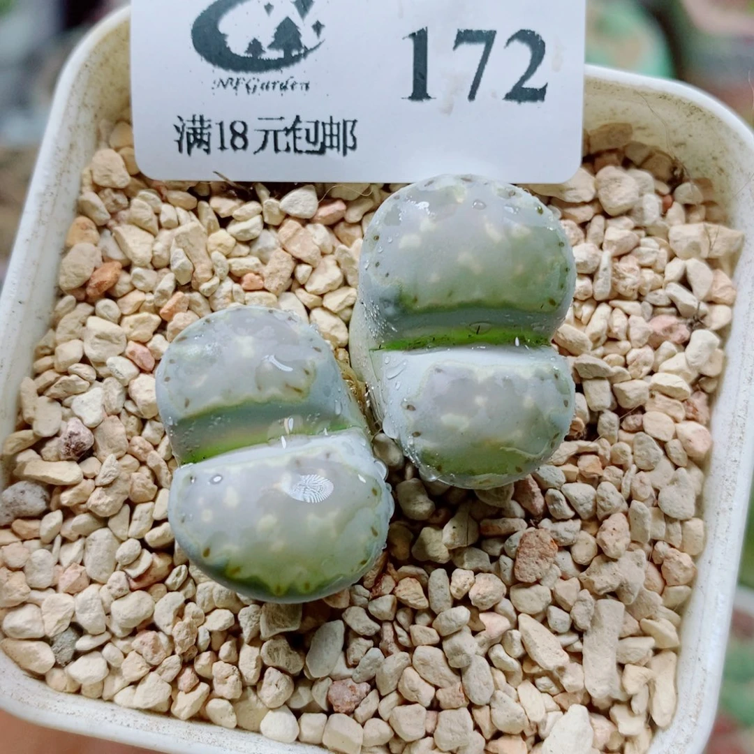 生石花花哈哈哈哈172