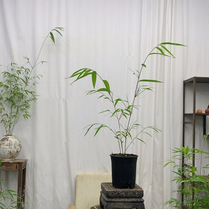 竹子竹子内门竹素材盆