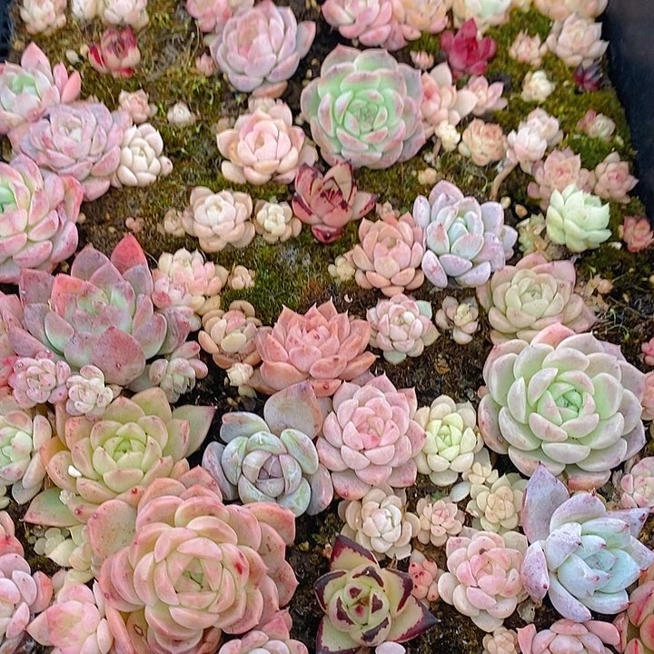 105 多肉植物盆栽花卉植物