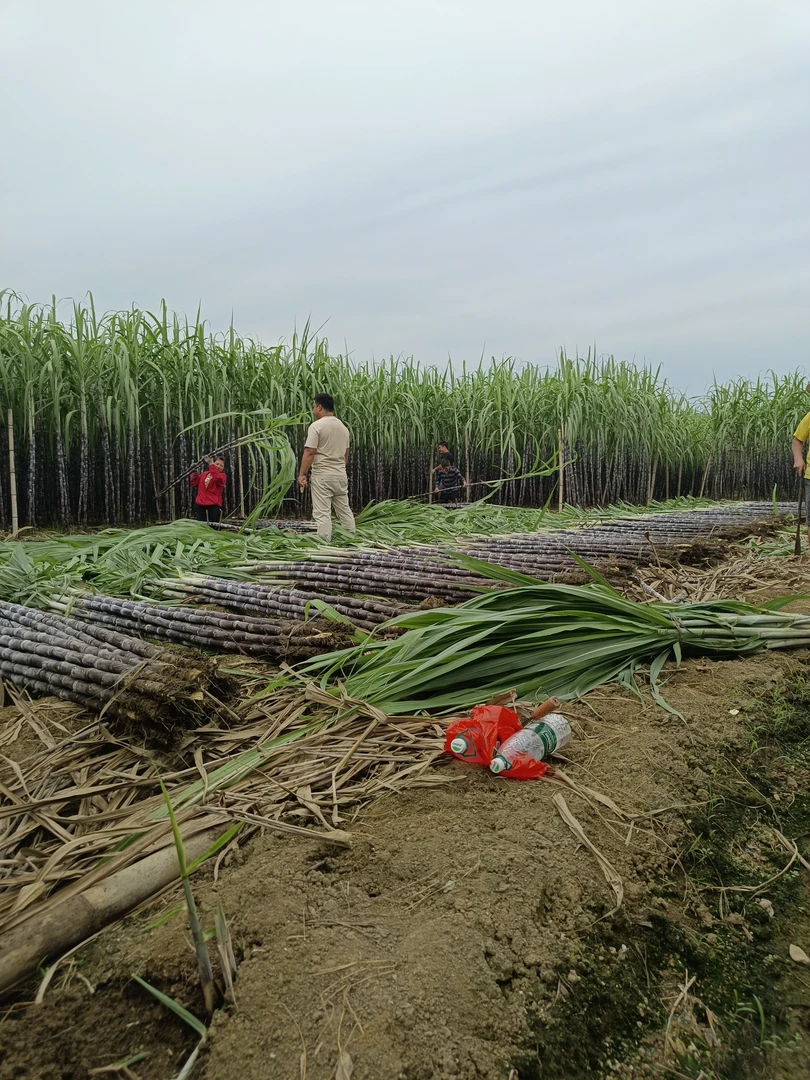 中国长寿之乡广西黑皮甘蔗新鲜采挖贺州芳林甘蔗脆甜多汁应季水果