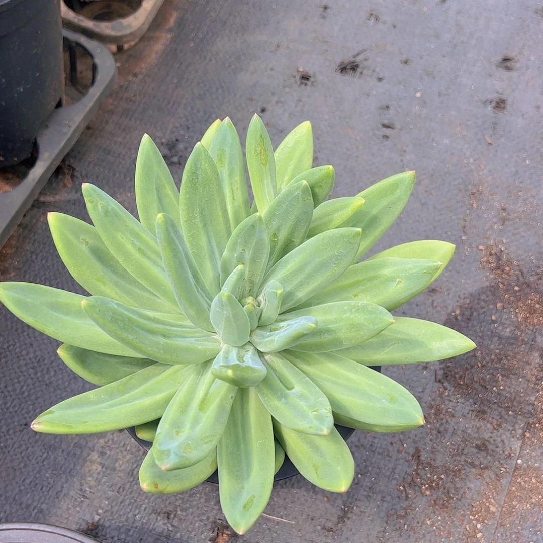 海洋之星大单头带崽精品大盆