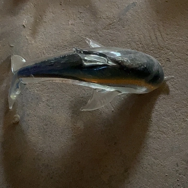 心***雨琉璃大海豚真的超级可爱
