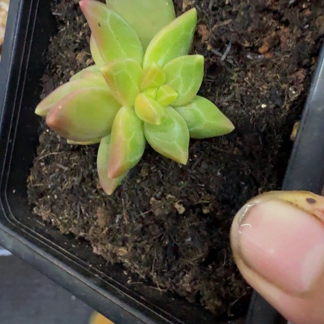 美人杂交 一物一拍