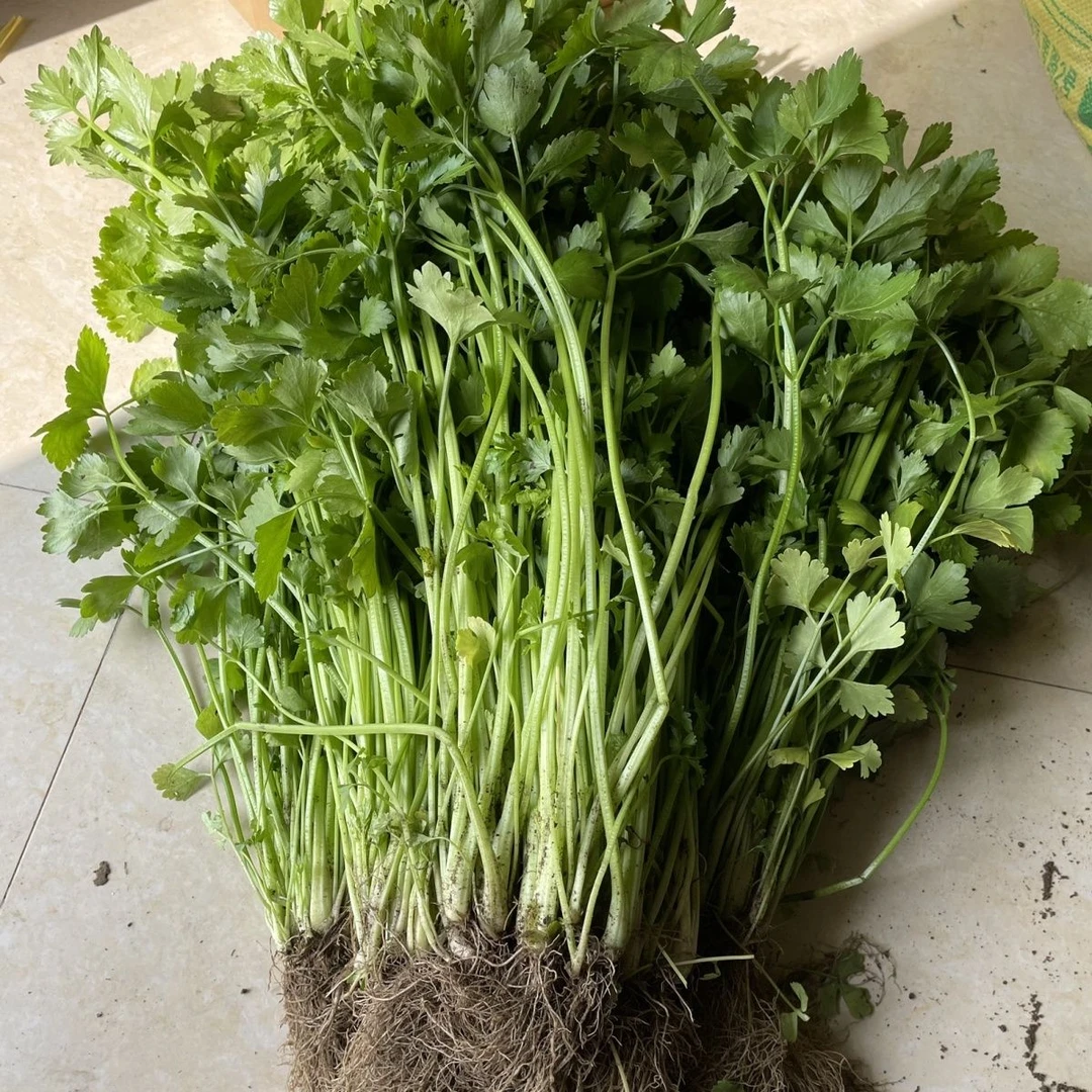 湘西本地芹菜小香芹菜