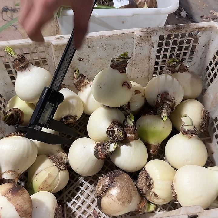 无名球直径7.5公分福利