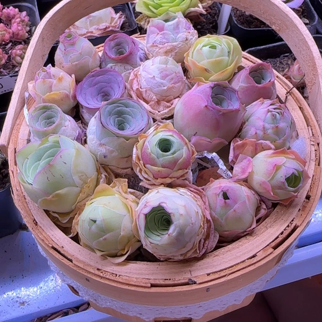 半城玫瑰森系花蓝下播福利734