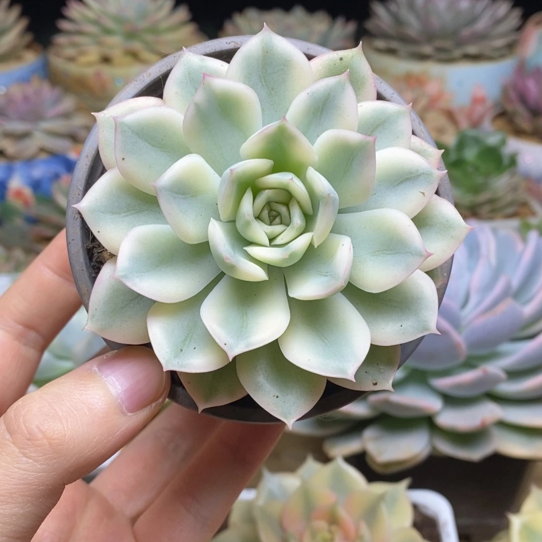 172月亮仙子全覆轮锦