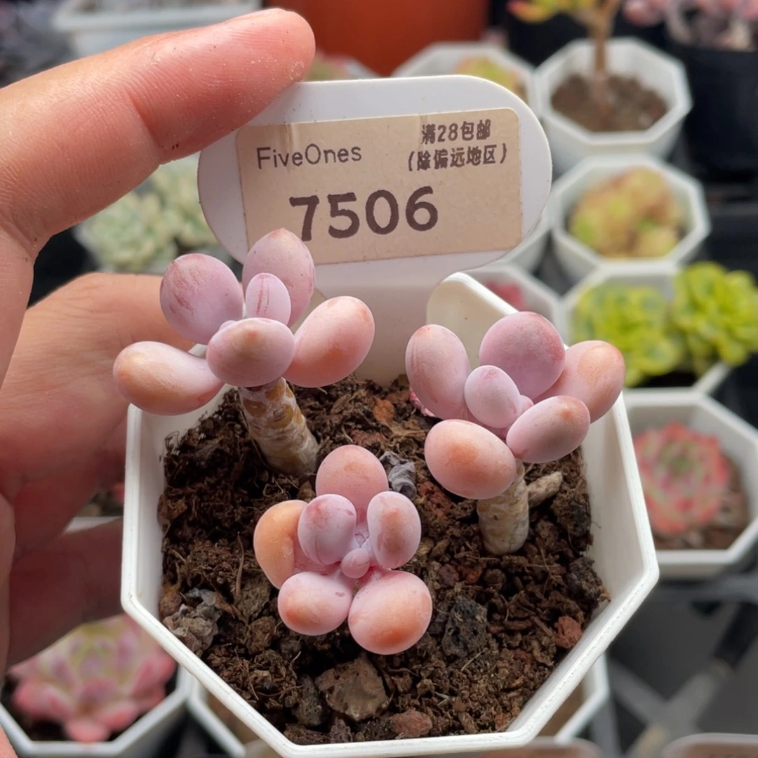 亚美桃蛋7506-6.5厘米