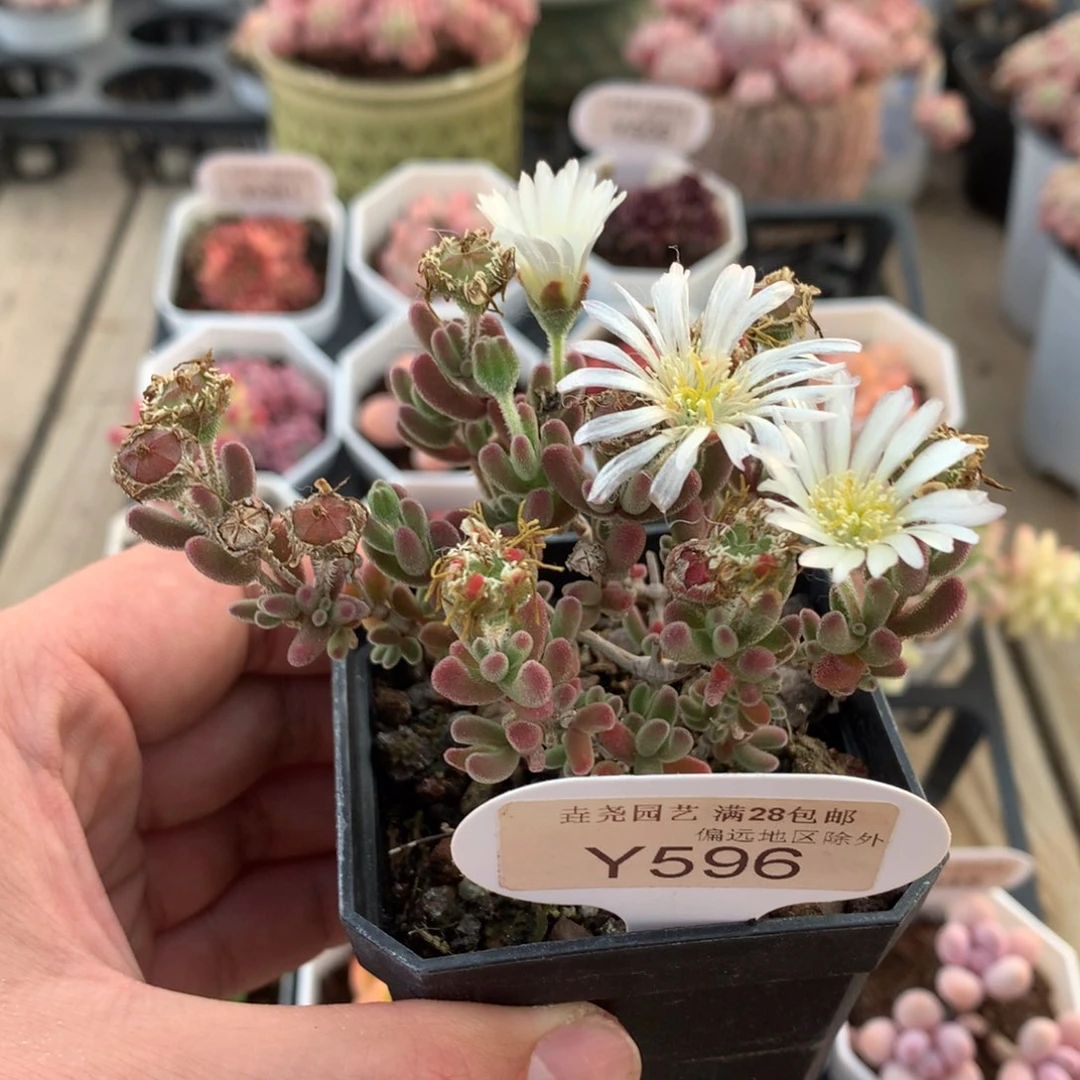 一物一拍596红叶枝干8cm