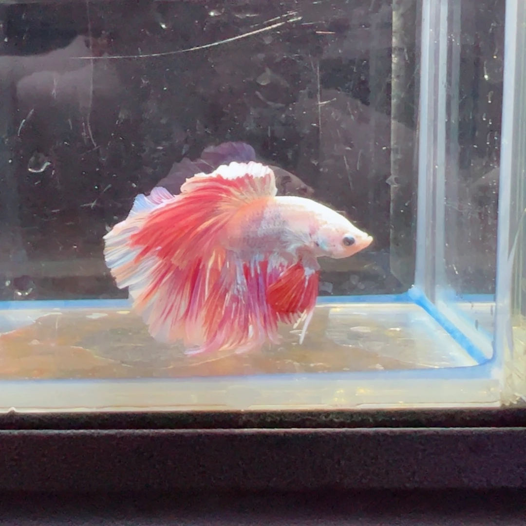 斗鱼浅色特殊尾hhhh