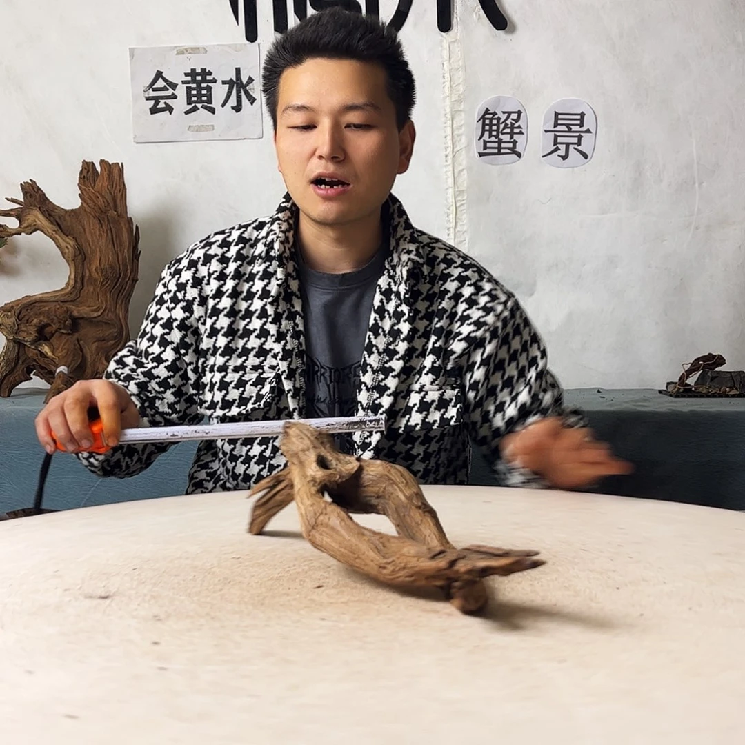 沉木造景爬宠造景