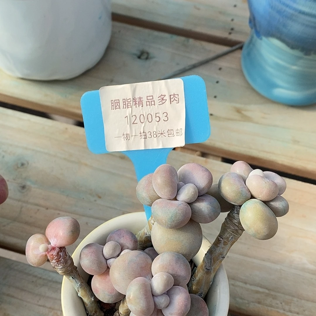 120053奥体了璐璐天一