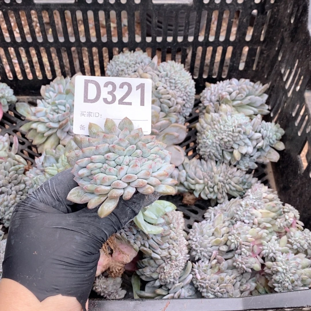 -***j321石榴籽缀化哇呀呀