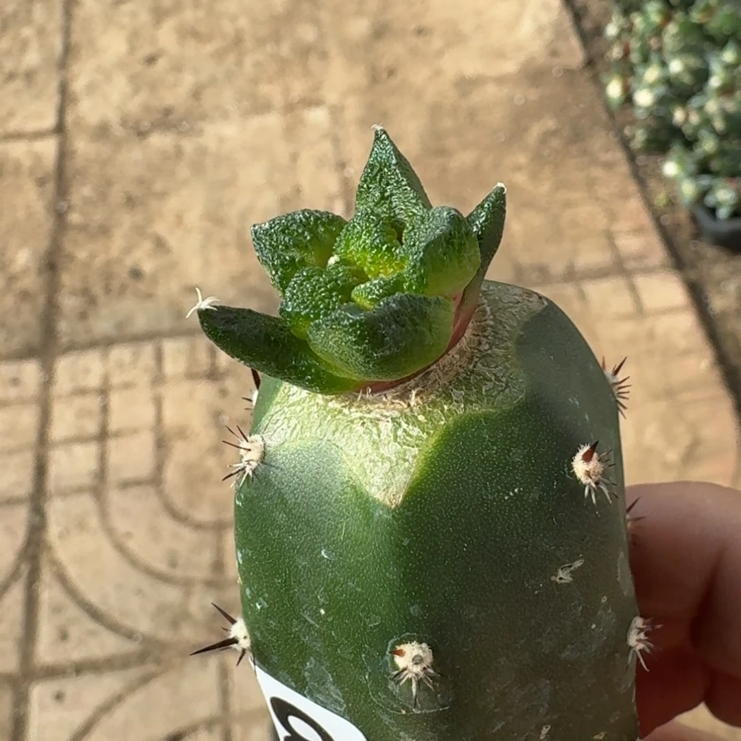 【闪购商品】博士牡丹848