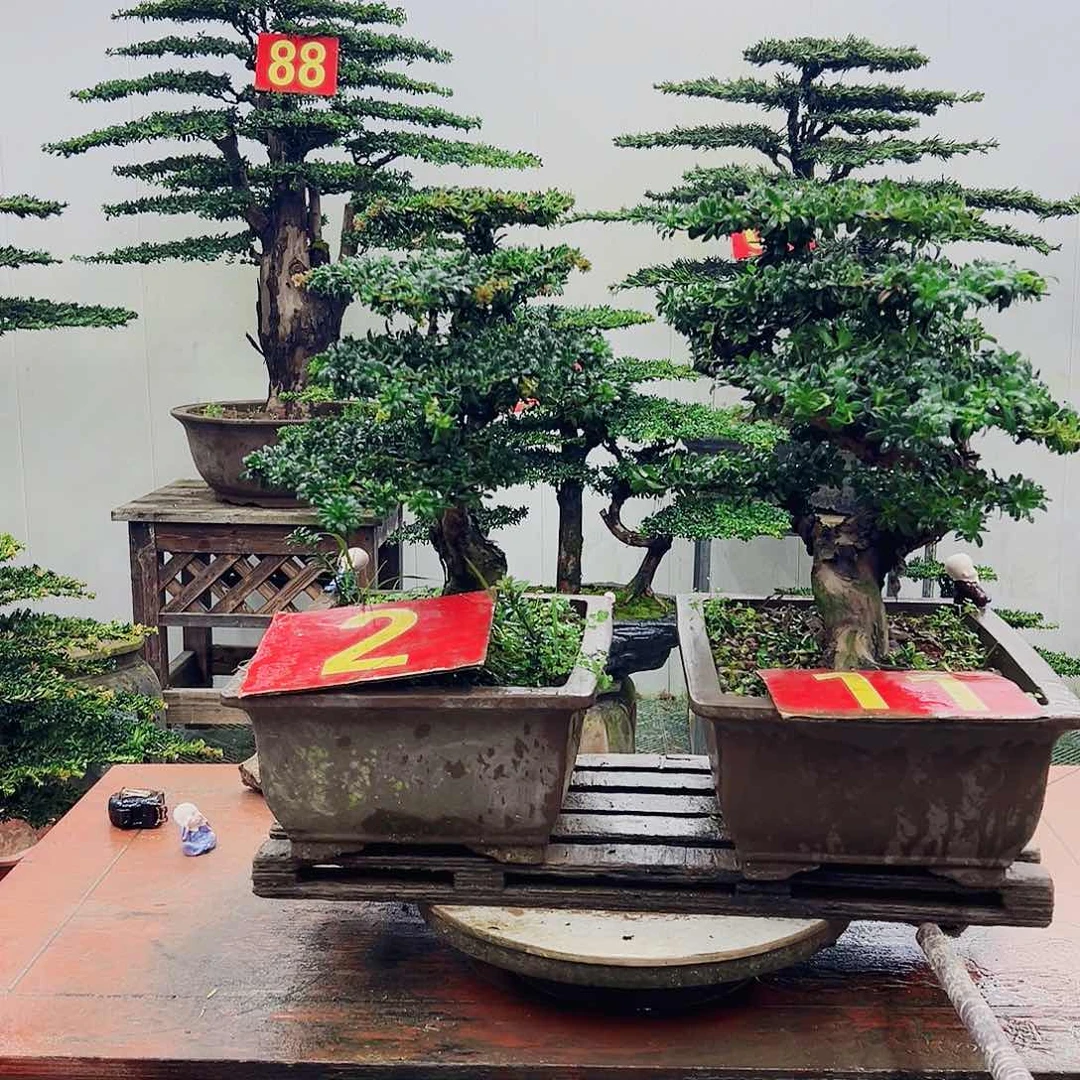 不开花植物罗汉松