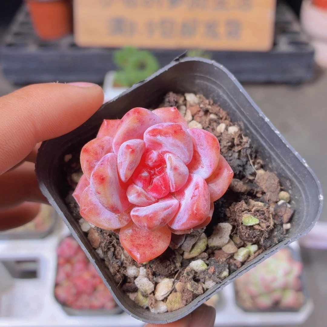 糖心多肉9.9包邮发货