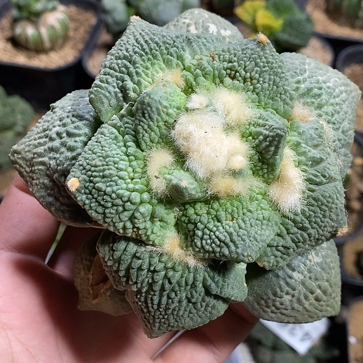 苗接牛舌怒 冠幅11.5。394号