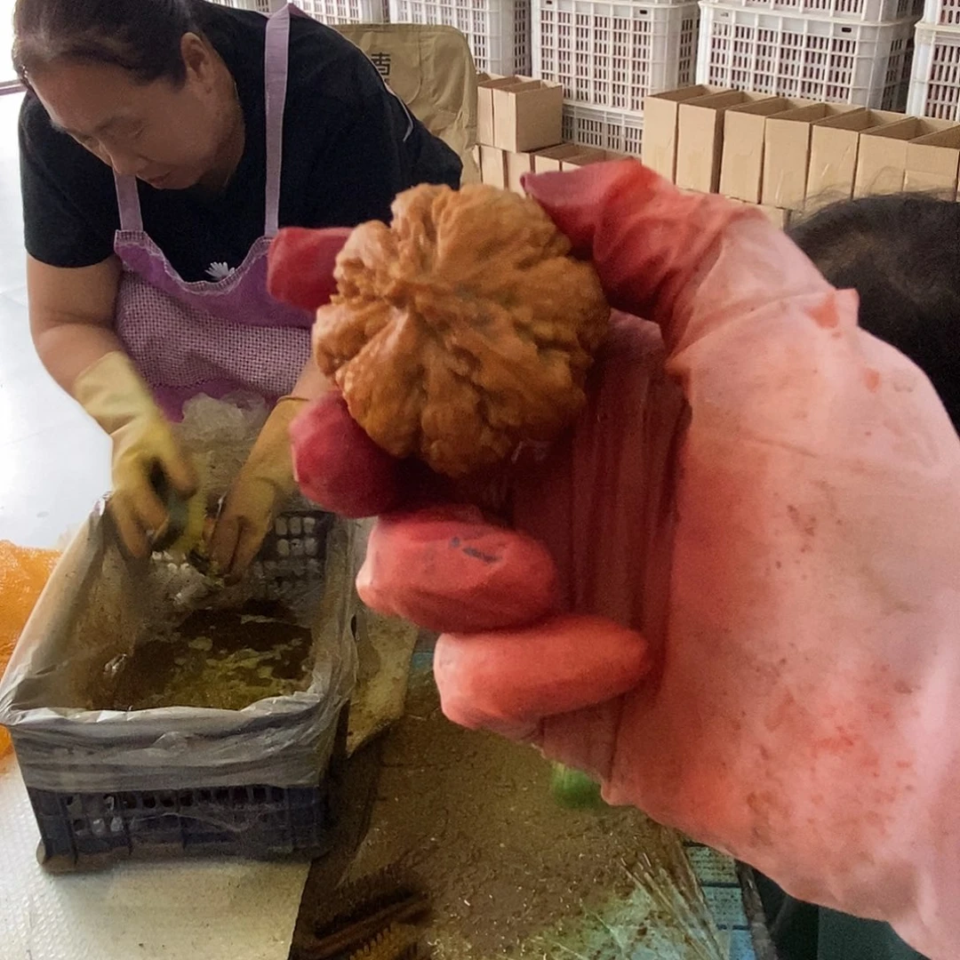 文玩核桃把件霸王龙青皮不退不换