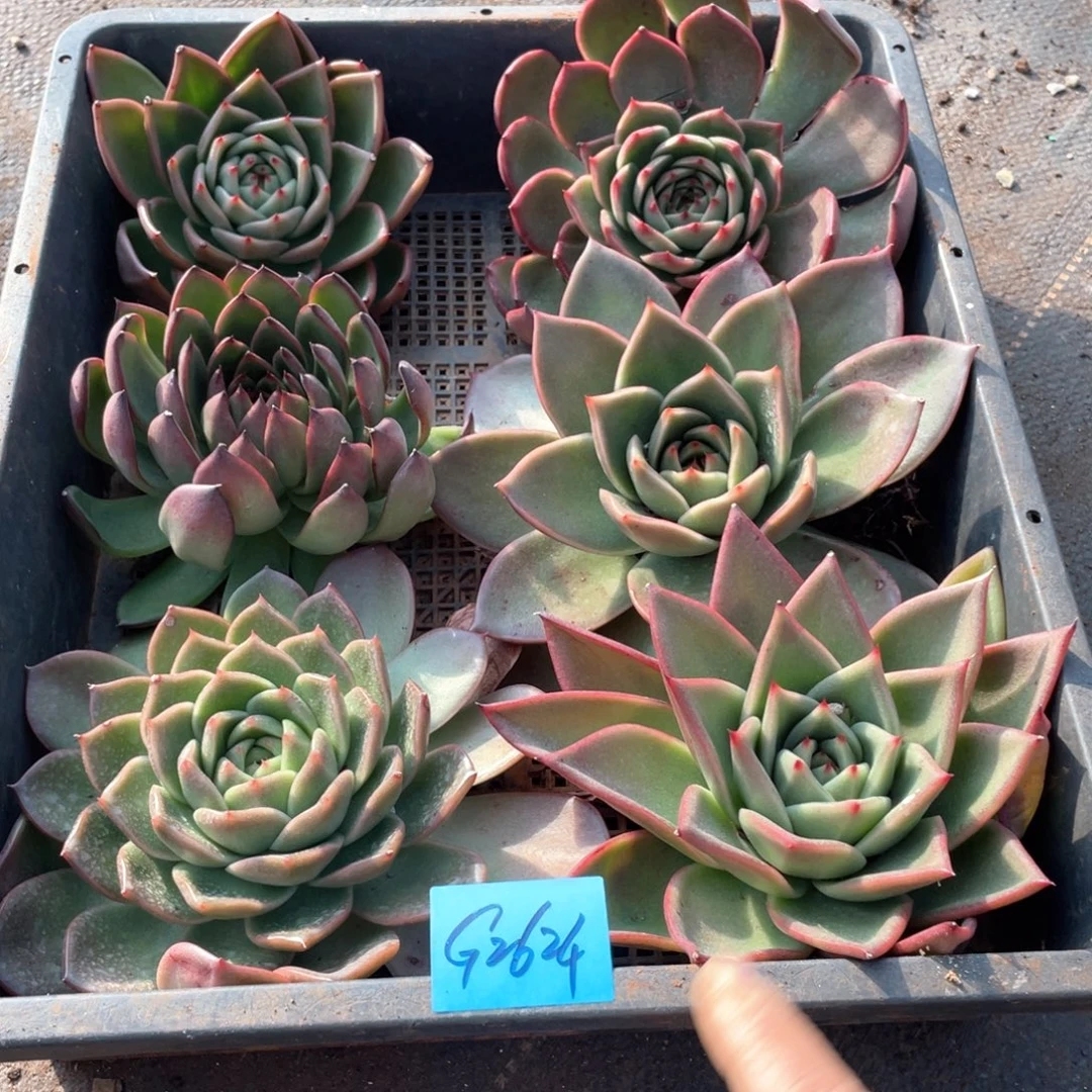 一筐特价福利不售后2624